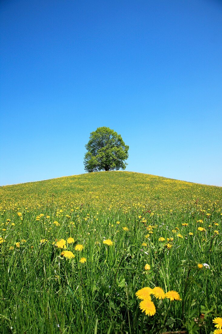 Single tree on a hill, Switzerland, Canton Zug, Menzingen