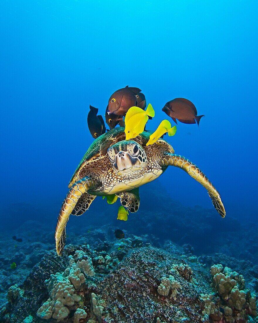 endangered species, green sea turtle, Chelonia mydas, being cleaned by yellow tang, Zebrasoma flavescens, and gold-ring surgeonfish, Ctenochaetus strigosus, Kona Coast, Big Island, Hawaii, USA, Pacific Ocean