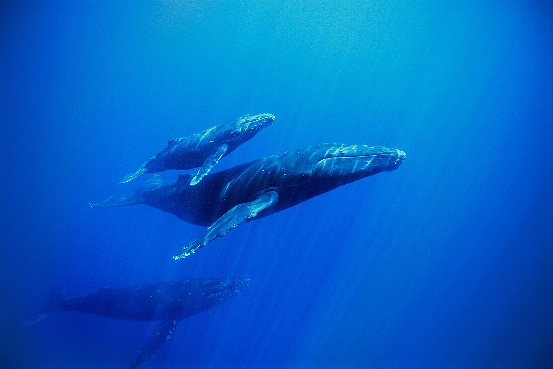 humpback whale, Megaptera novaeangliae, mother, calf and escort, Hawaii, USA, Pacific Ocean