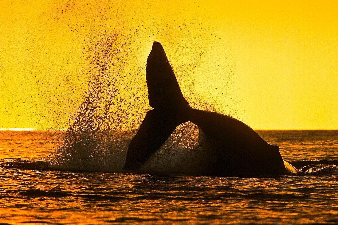 humpback whale, Megaptera novaeangliae, tail breach or peduncle throw at sunset, silhouette of fluke, Hawaii, USA, Pacific Ocean