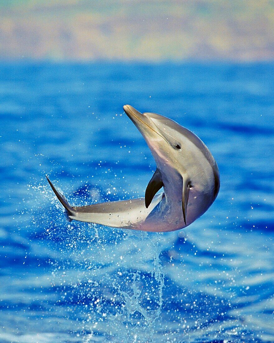 pantropical spotted dolphin calf, Stenella attenuata, leaping, Kona Coast, Big Island, Hawaii, USA, Pacific Ocean