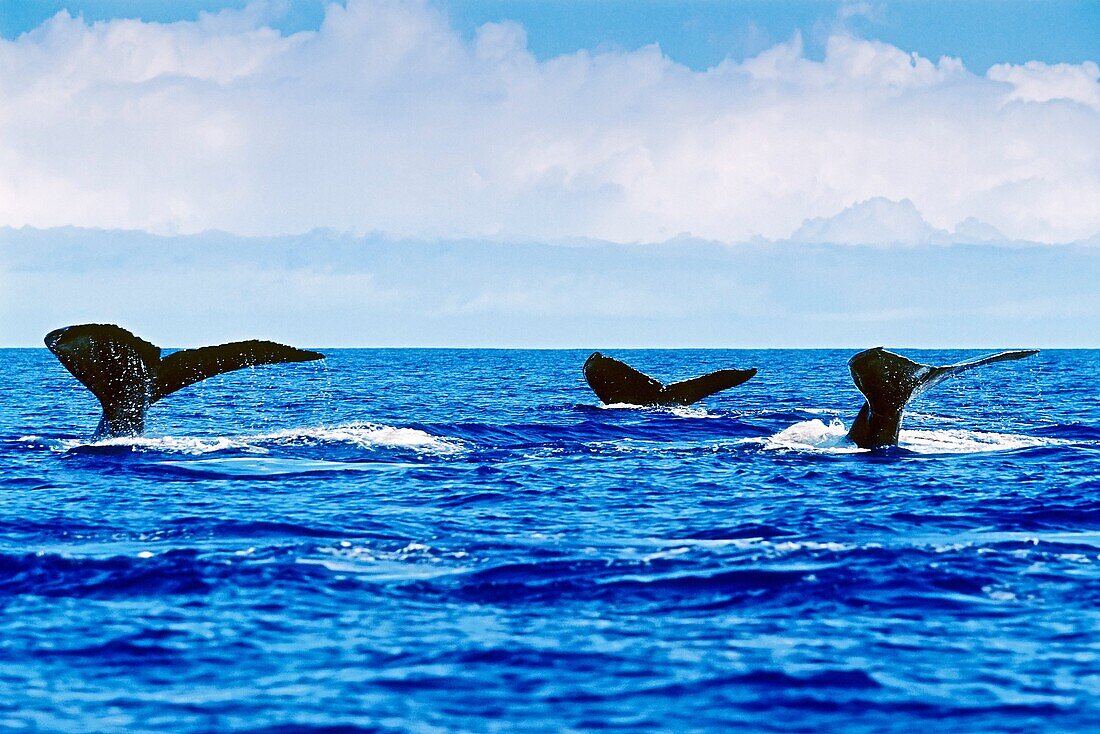 humpback whales, Megaptera novaeangliae, fluke-up dive or fluking, Hawaii, USA, Pacific Ocean