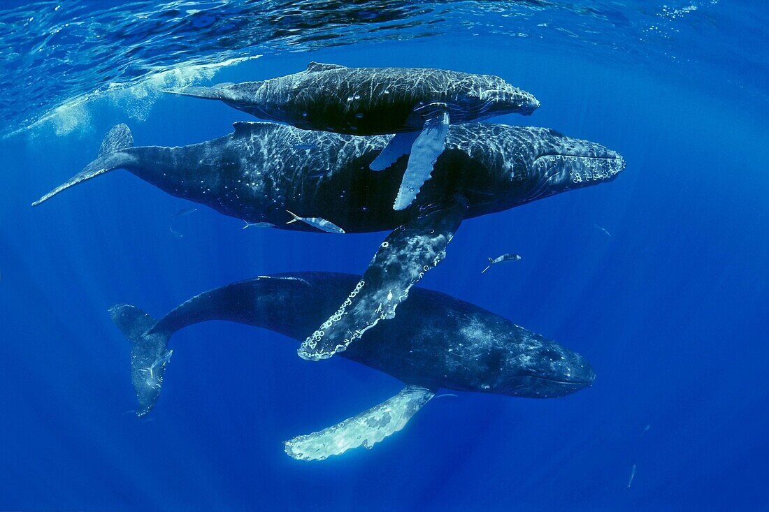 humpback whales, Megaptera novaeangliae, mother, calf, escort, and rainbow runners, Elagatis bipinnulatus, Hawaii, USA, Pacific Ocean