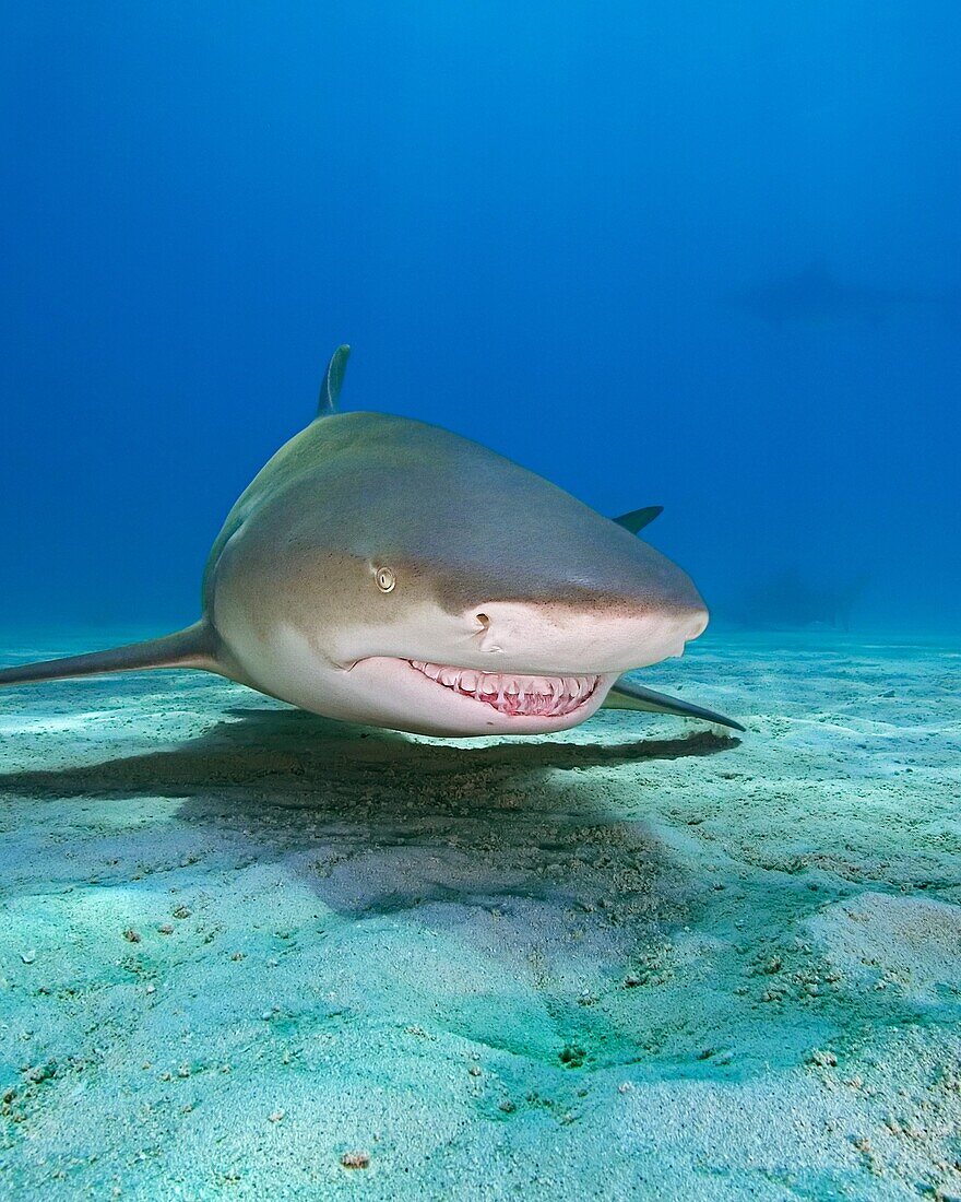 lemon shark, Negaprion brevirostris, Grand Bahama, Bahamas, Caribbean Sea, Atlantic Ocean