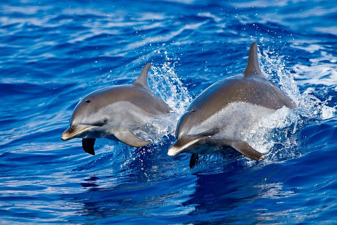 pantropical spotted dolphins, Stenella attenuata, mother and calf, jumping out of boat wake, wake-riding, offshore, Kona Coast, Big Island, Hawaii, USA, Pacific Ocean