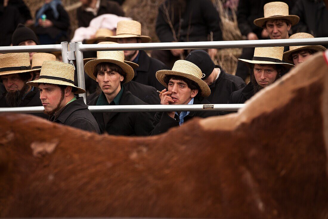 Amish men at the horse auction during the Annual Mud Sale to support the Fire Department in Gordonville, PA