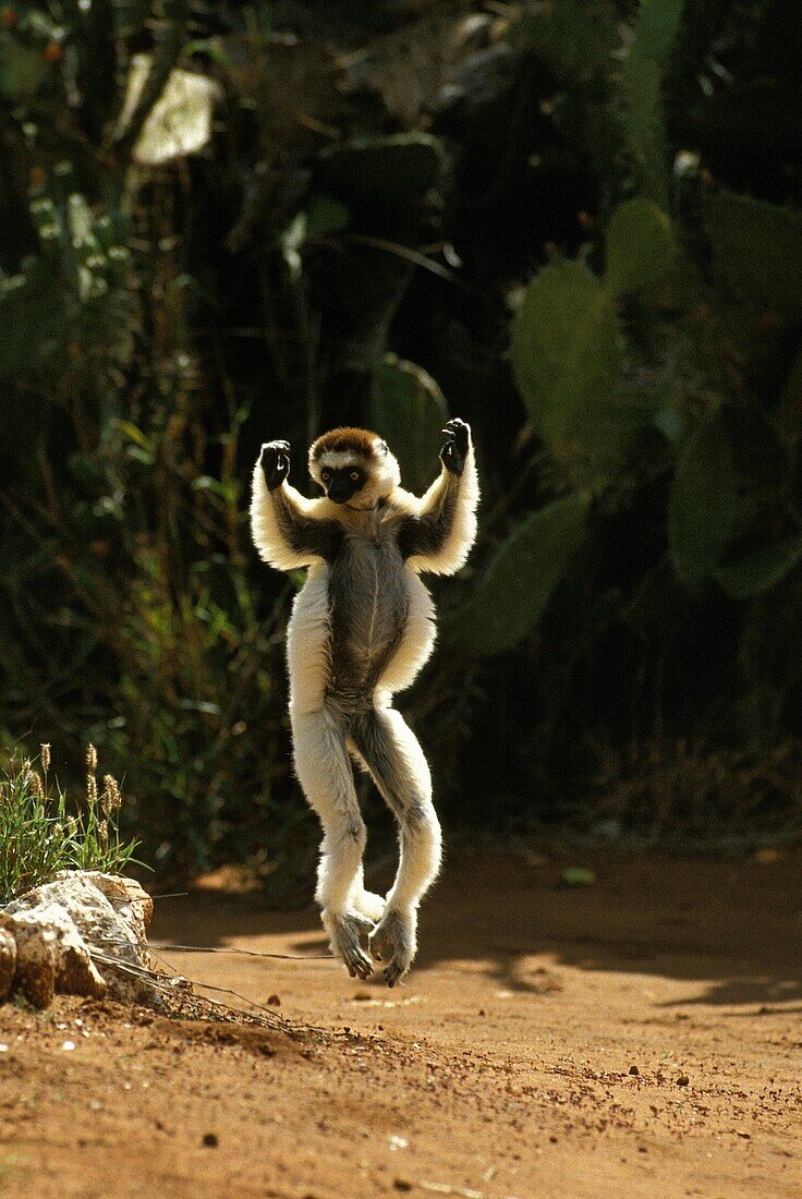 Verreaux´s Sifaka, propithecus verreauxi, Adult hopping across open ground, Berenty Reserve, Madagascar