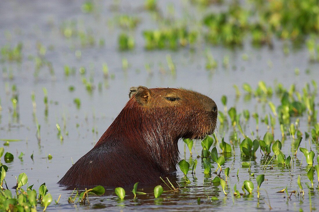 Capybara, hydrochoerus hydrochaeris, the Largest Rodent in the World, Adult standing in Swamp, Los Lianos in Venezuela