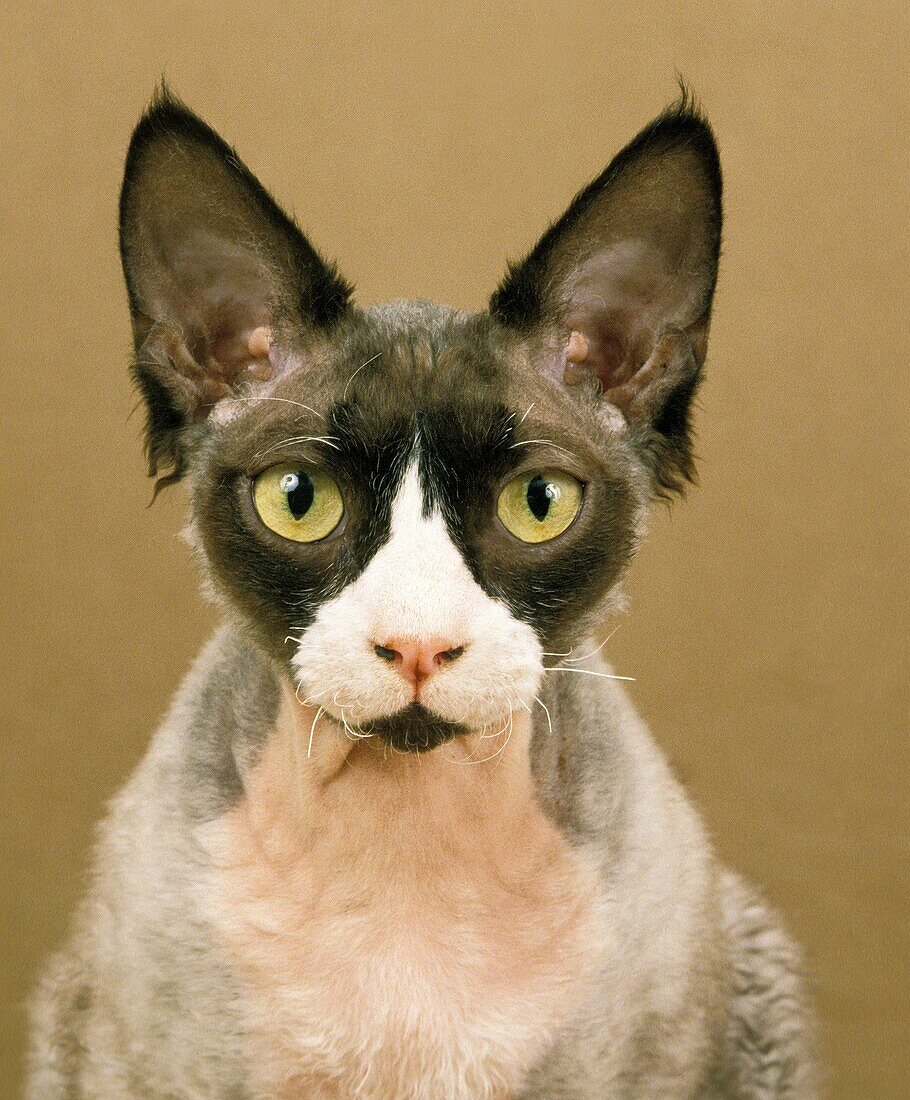 Devon Rex Domestic Cat, Portrait of Adult