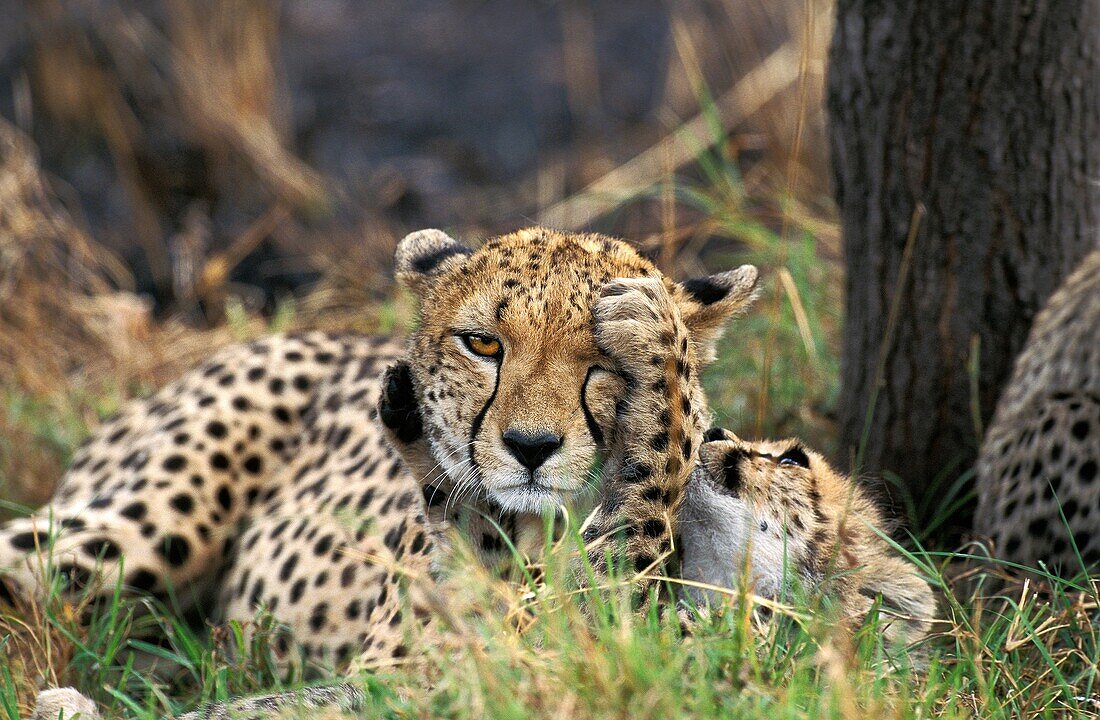 Cheetah, acinonyx jubatus, Female playing with Cub, Masai Mara Park in Kenya