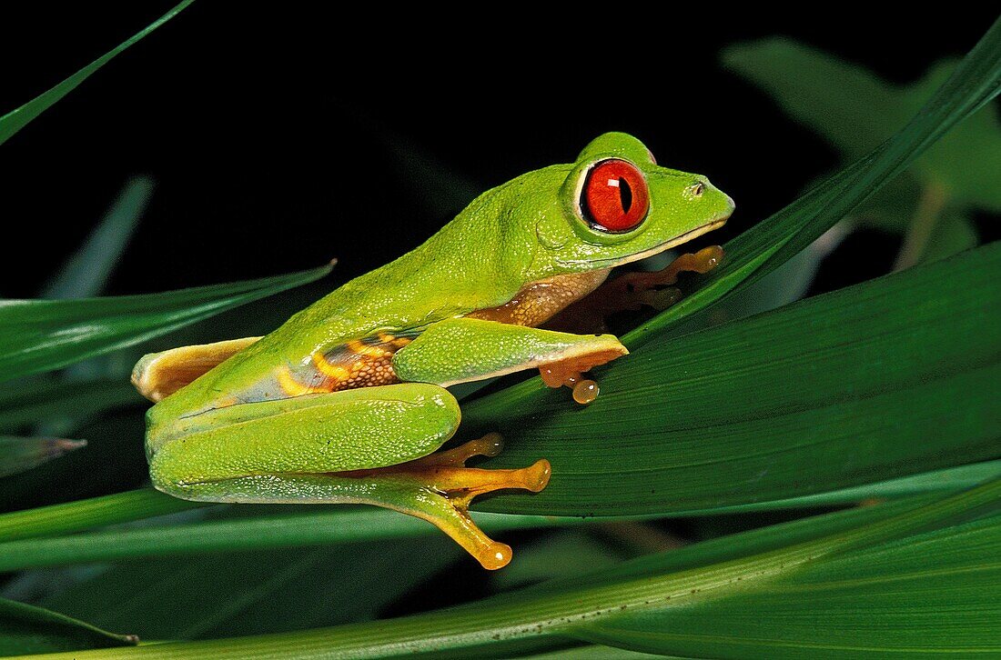 Red Eyed Tree Frog, agalychnis callidryas, Adult standing on Leaf