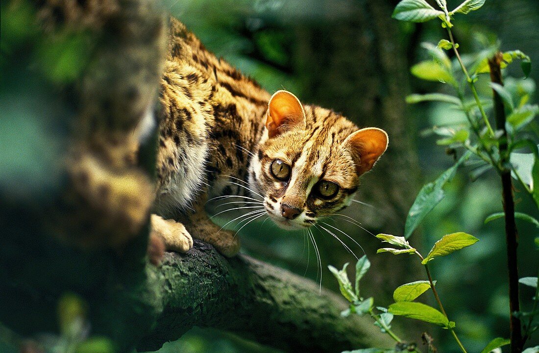 Leopard Cat, prionailurus bengalensis, Adult standing on Branch