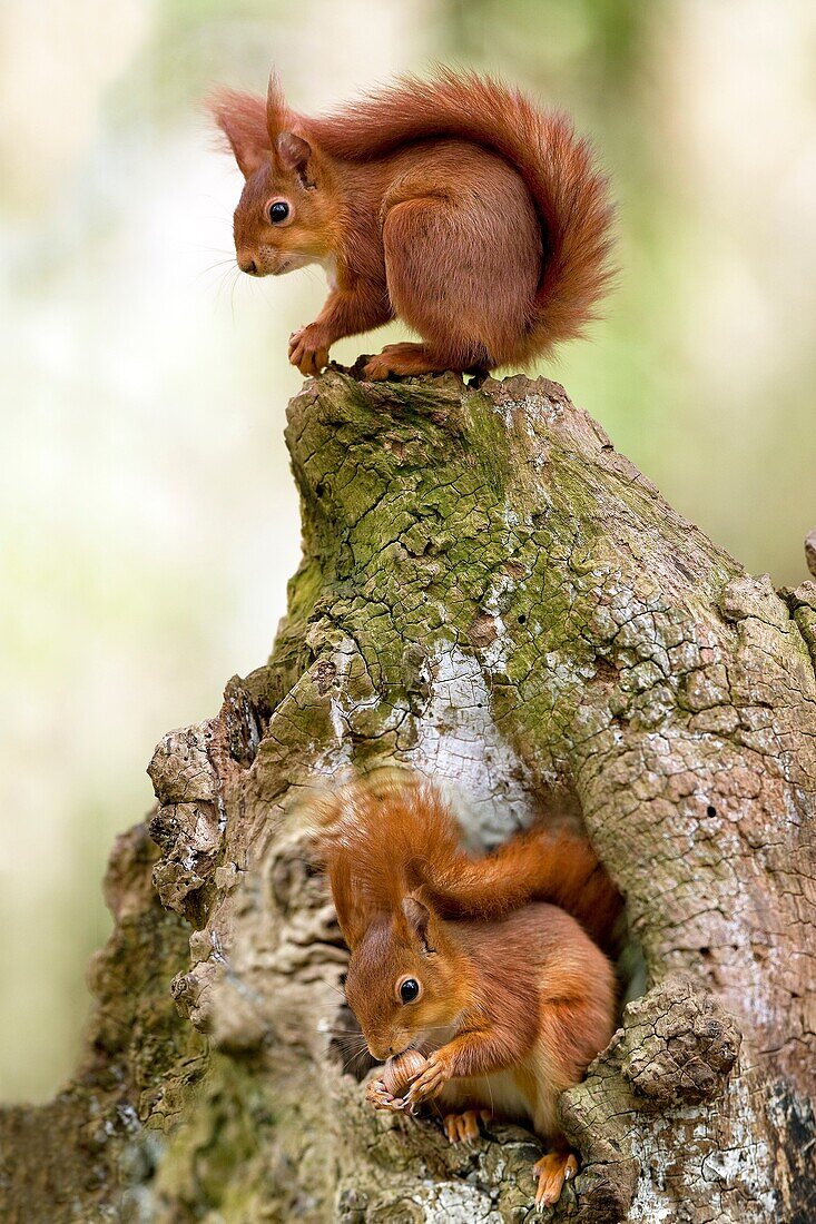 Red Squirrel, sciurus vulgaris, Adults standing on Stump, Normandy