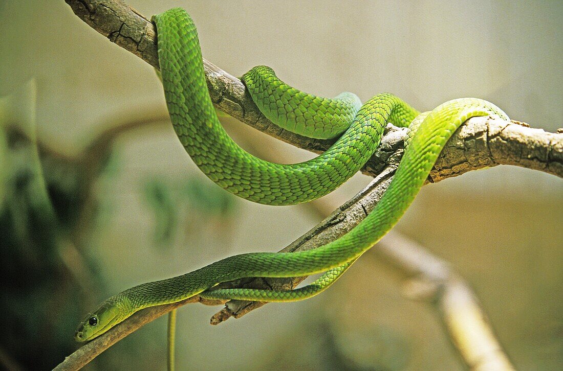 Green Mamba, dendroaspis angusticeps, Adult standing on Branch, Tanzania