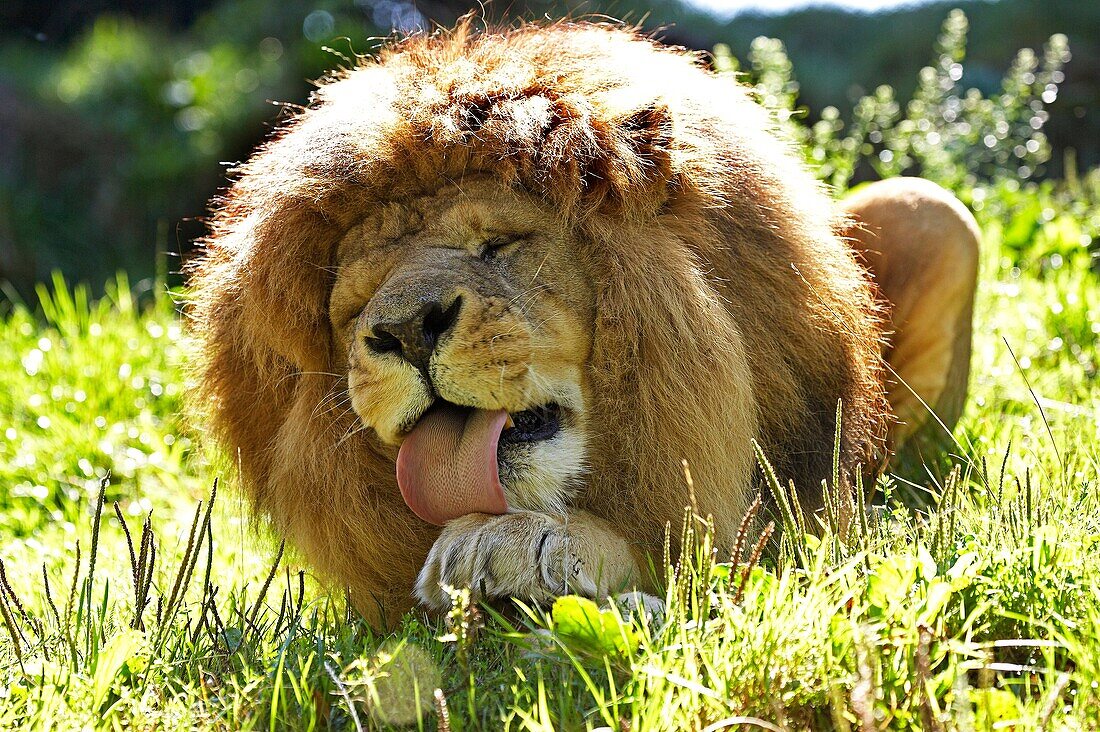 African Lion, panthera leo, Male licking its Paw