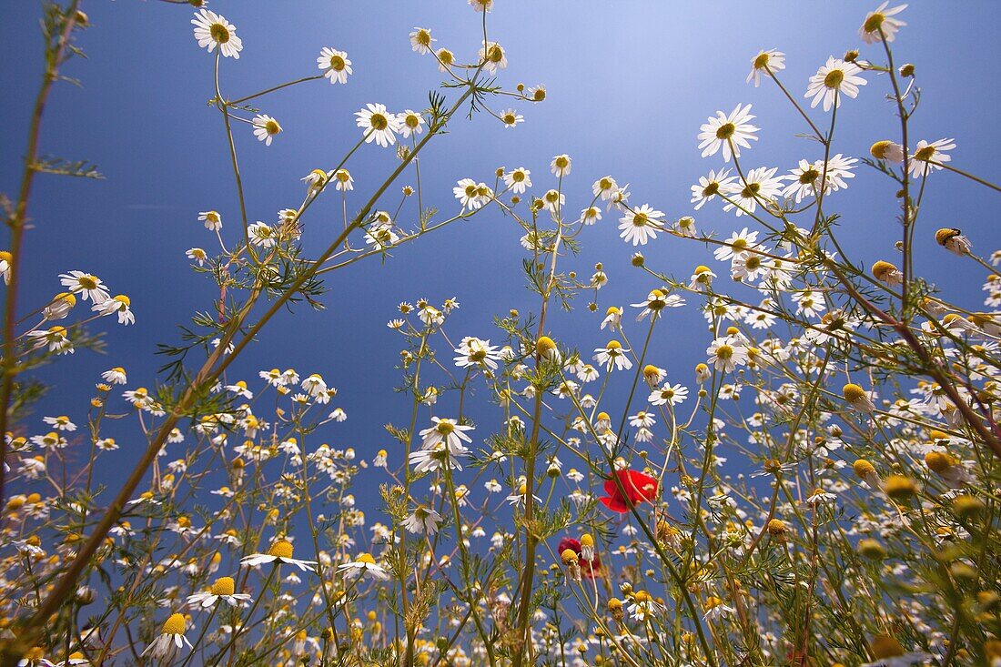 Daisy and poppies on a meadow on Padua hills, Italy, Europe
