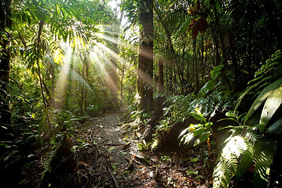Sun rays in the dense jungle of the Braulio Carrillo National Park, Costa Rica, Central America