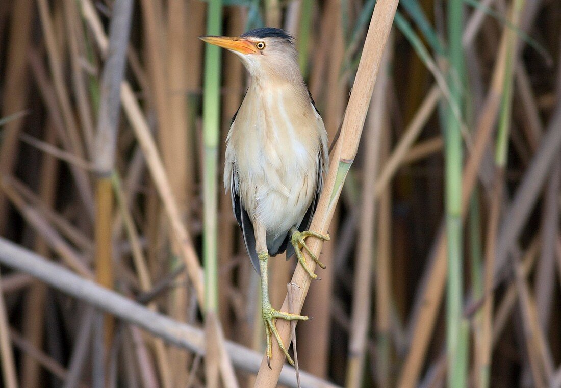Little Bittern, Ixobrychus minutus, perched on a reed, Valencia, Spain