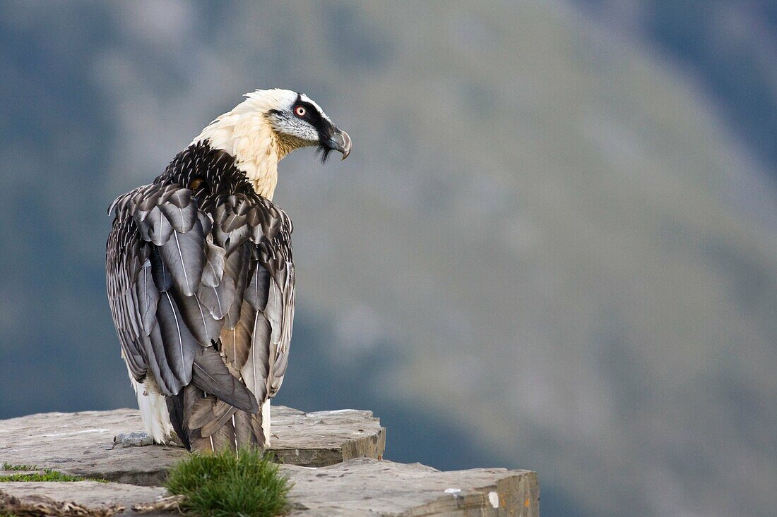 Lammergeier Gypaetus barbatus at Ordesa and monte perdido national park, Huesca Province, Aragon, Pyrenees, Spain