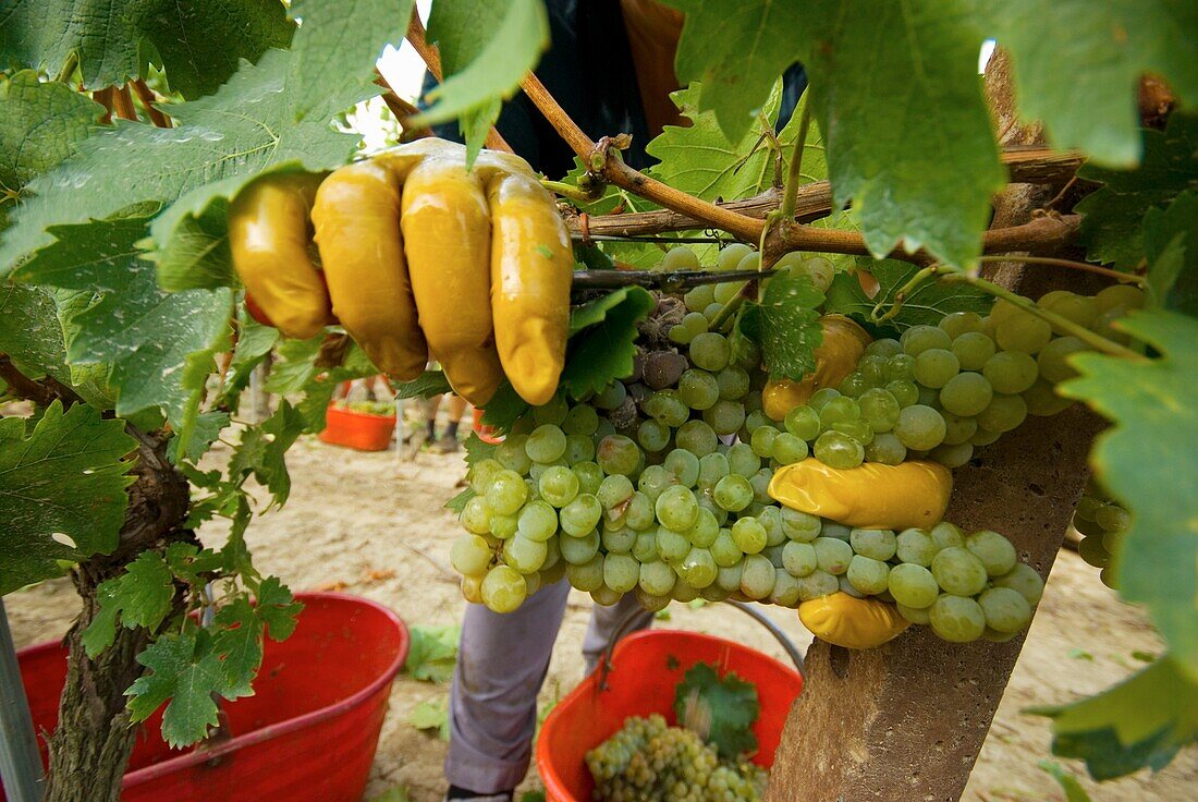 Italy, Piedmont, Montferrat, grape harvest.