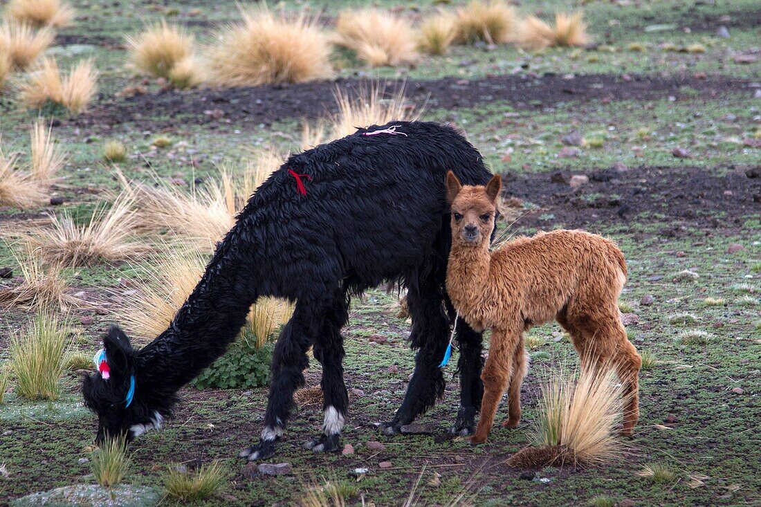 Bolivia, Tomarapi, Alpacas.