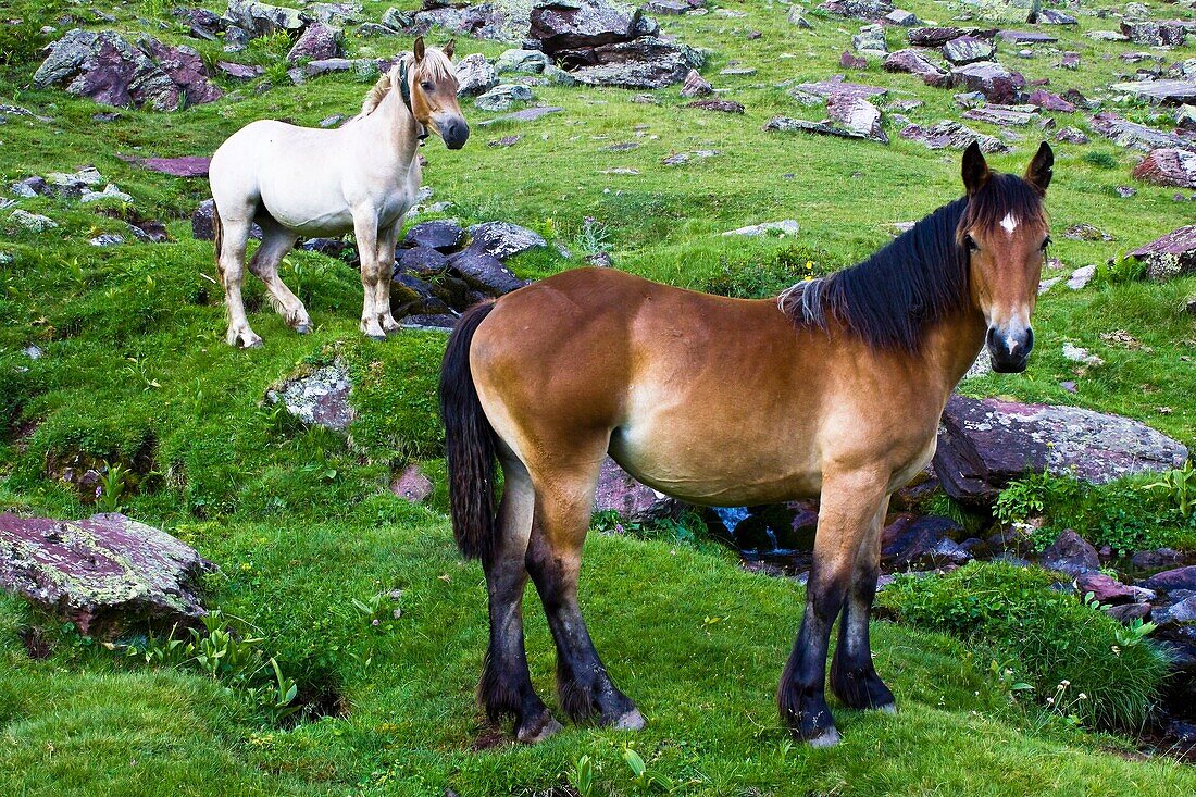 Horses grazing in the Canal Roya - Jacetania - Huesca Province - Aragon - Aragon Pyrenees - Spain - Europe