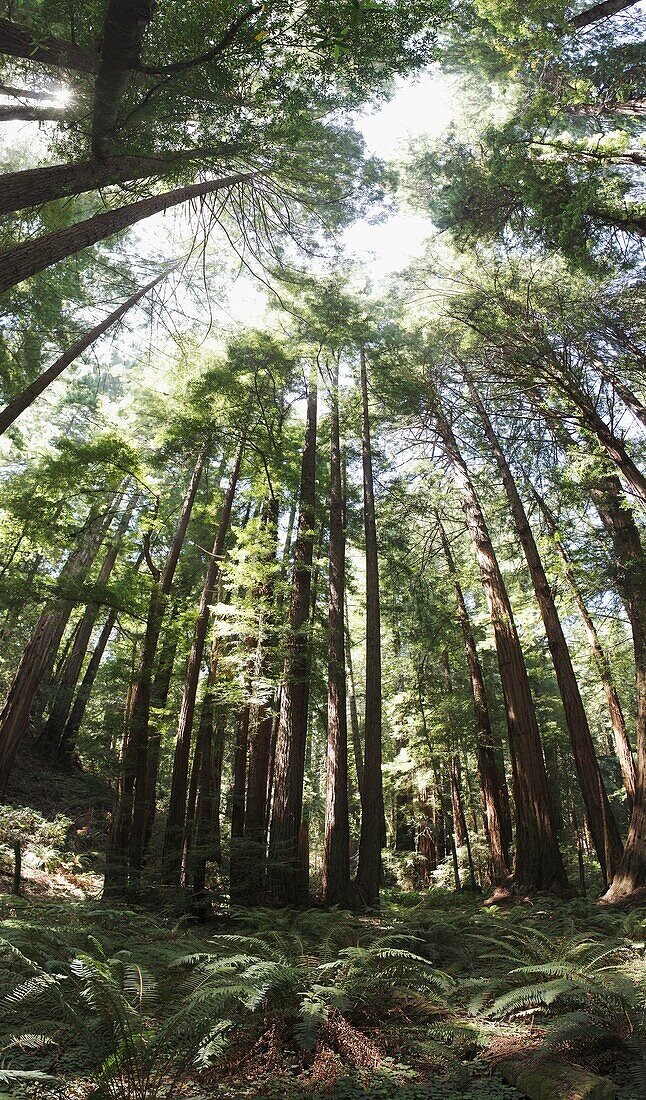 Sequoia sempervirens at Muir Woods National Monument, The monument is one of the last old growth Coastal Redwood Forests remaining in the San Francisco Bay Area, California, USA