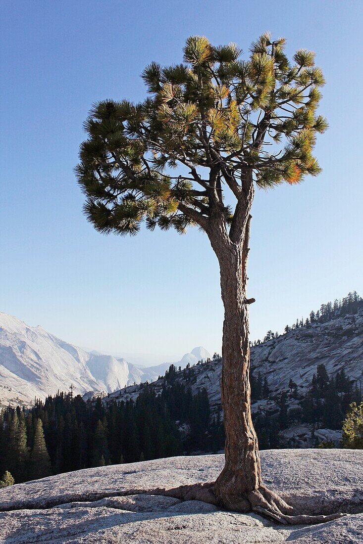 Olmsted Point, Yosemite National Park, California, Usa