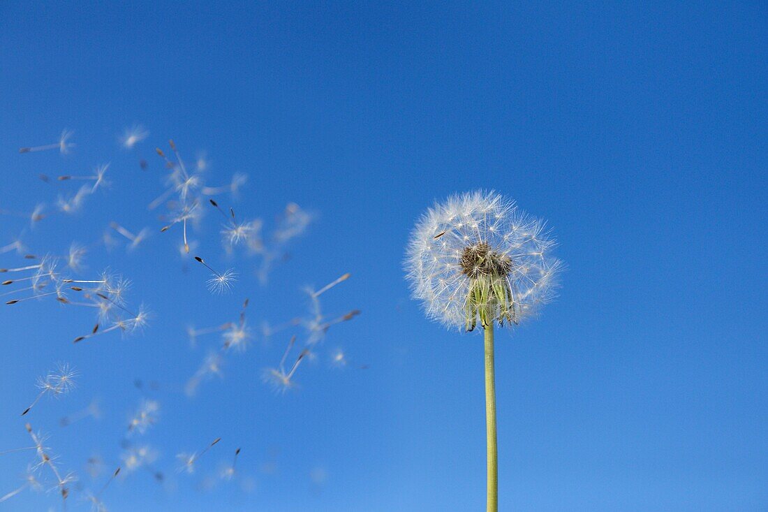 Dandelion Seeds Blowing Away, Hesse, Germany