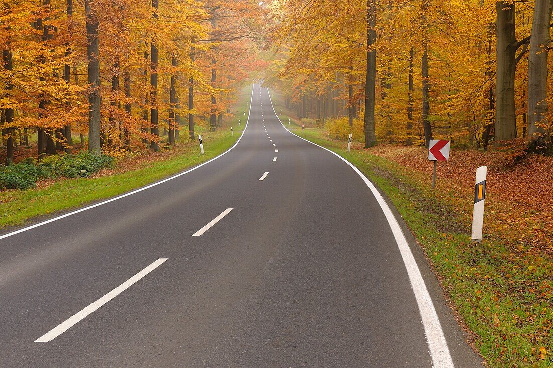 Road through beech Forest in Autumn, Germany, Bavaria, Spessart, Rothenbuch