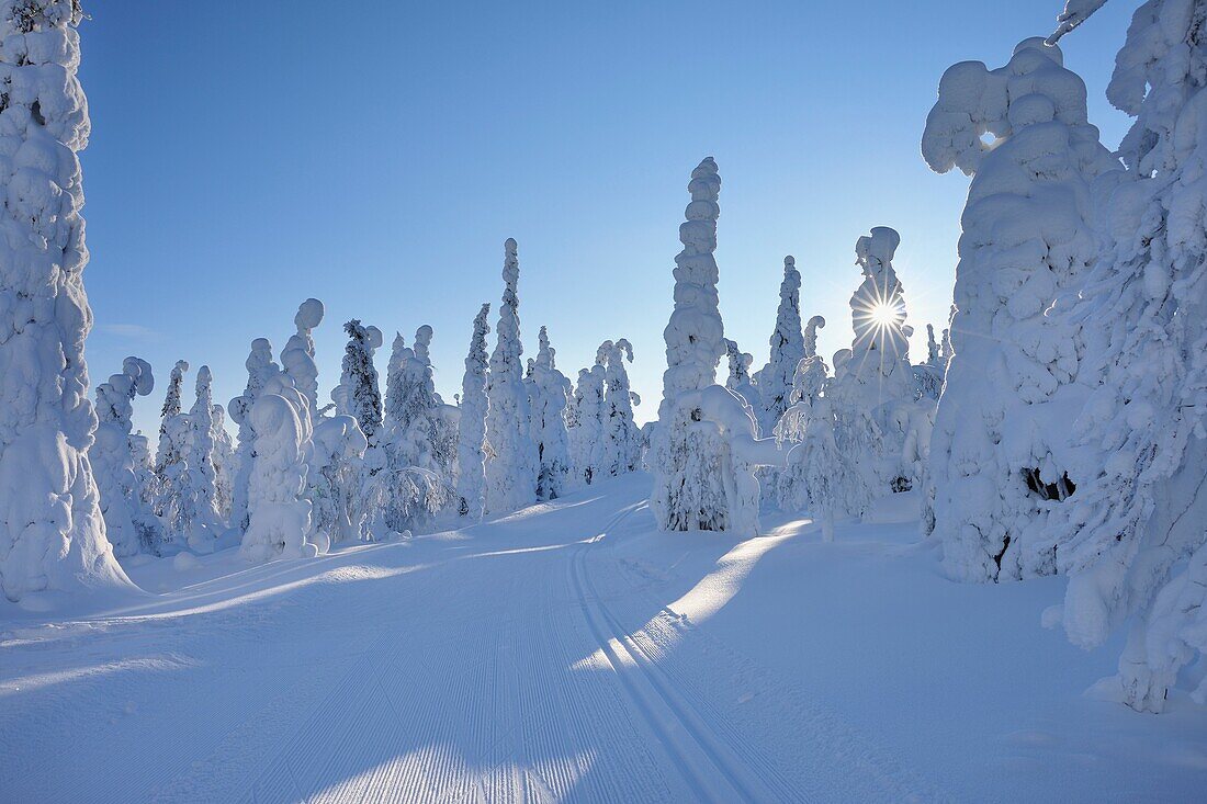 Cross-country ski trail with sun, Winter, Rukatunturi, Ruka, Kuusamo, Nordoesterbotten, Suomi, Finland