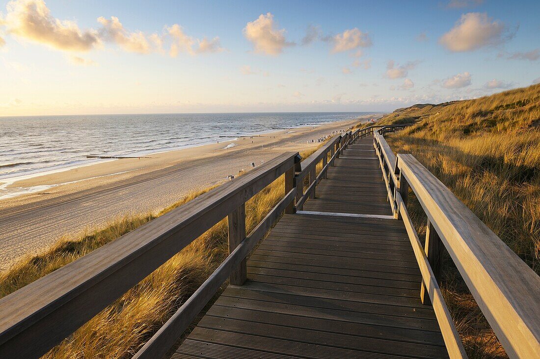 Boardwalk through dunes at evening, Germany, Schleswig Holstein, Sylt, North Frisian Islands, Kampen, North Sea