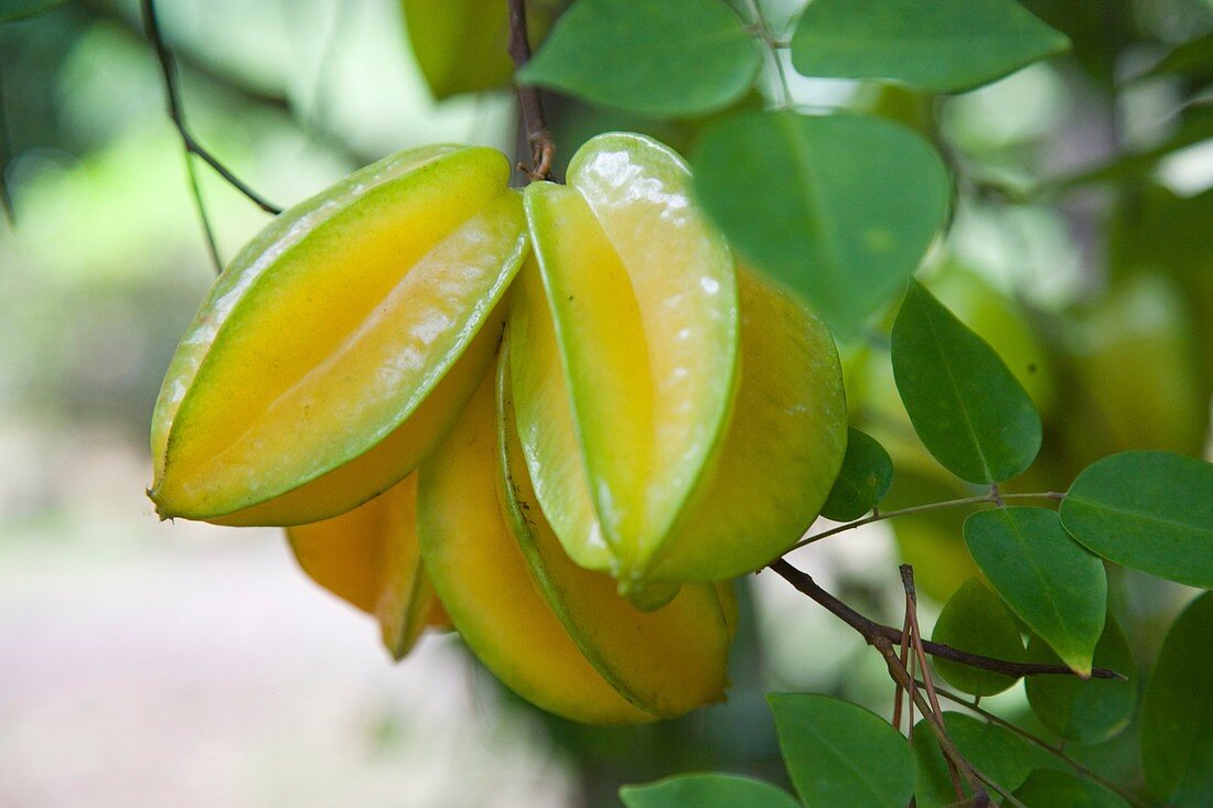 Starfruit, Ua Huka, Marquesas Island, French Polynesia