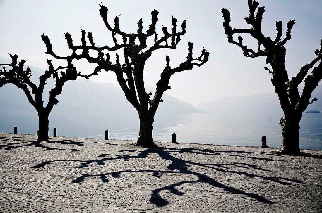 Trees with shadows on the lakefront