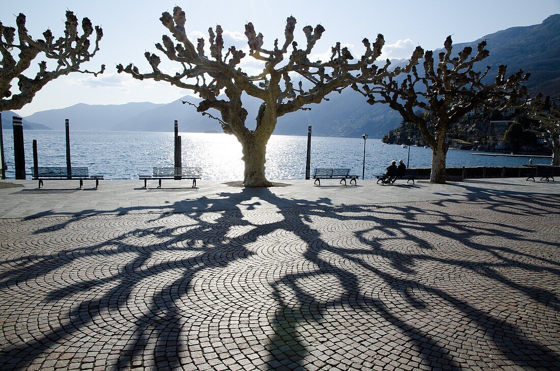 Trees and shadows with benches on the lake front with mountains