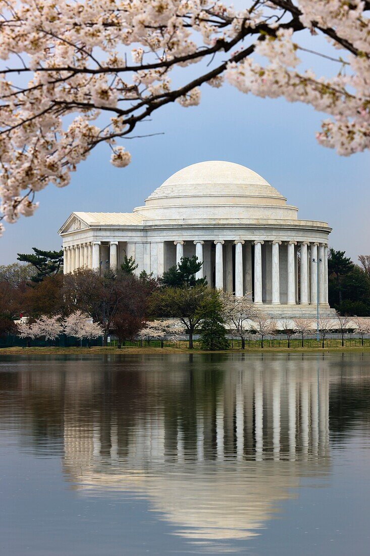 The Jefferson Memorial framed by cherry blossoms during the 2011 National Cherry Blossom Festival in Washington, DC, USA