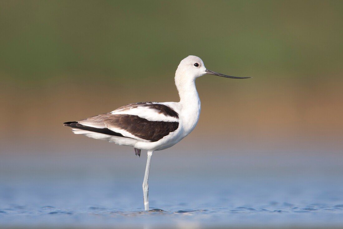 American Avocet Recurvirostra americana, East Pond, Jamaica Bay Wildlife Refuge