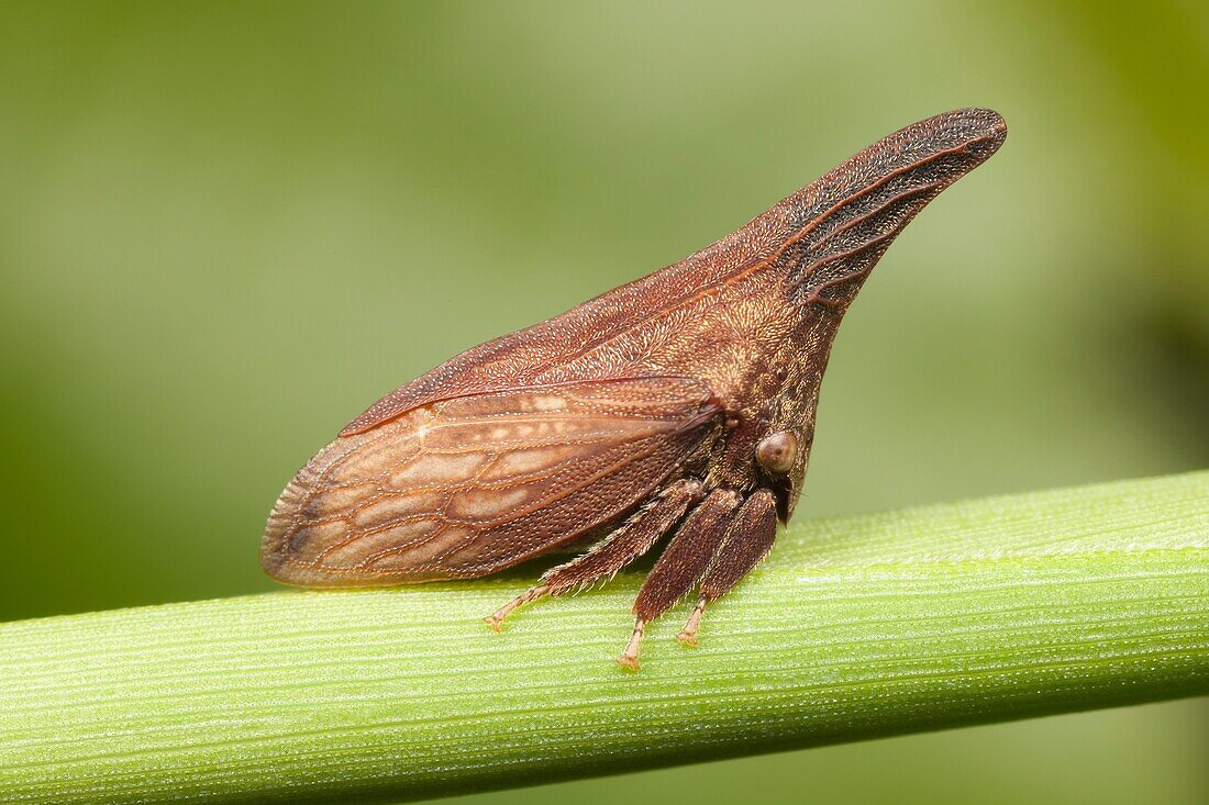 Widefooted Treehopper Campylenchia latipes, Ward Pound Ridge Reservation, Cross River, Westchester County, New York, USA