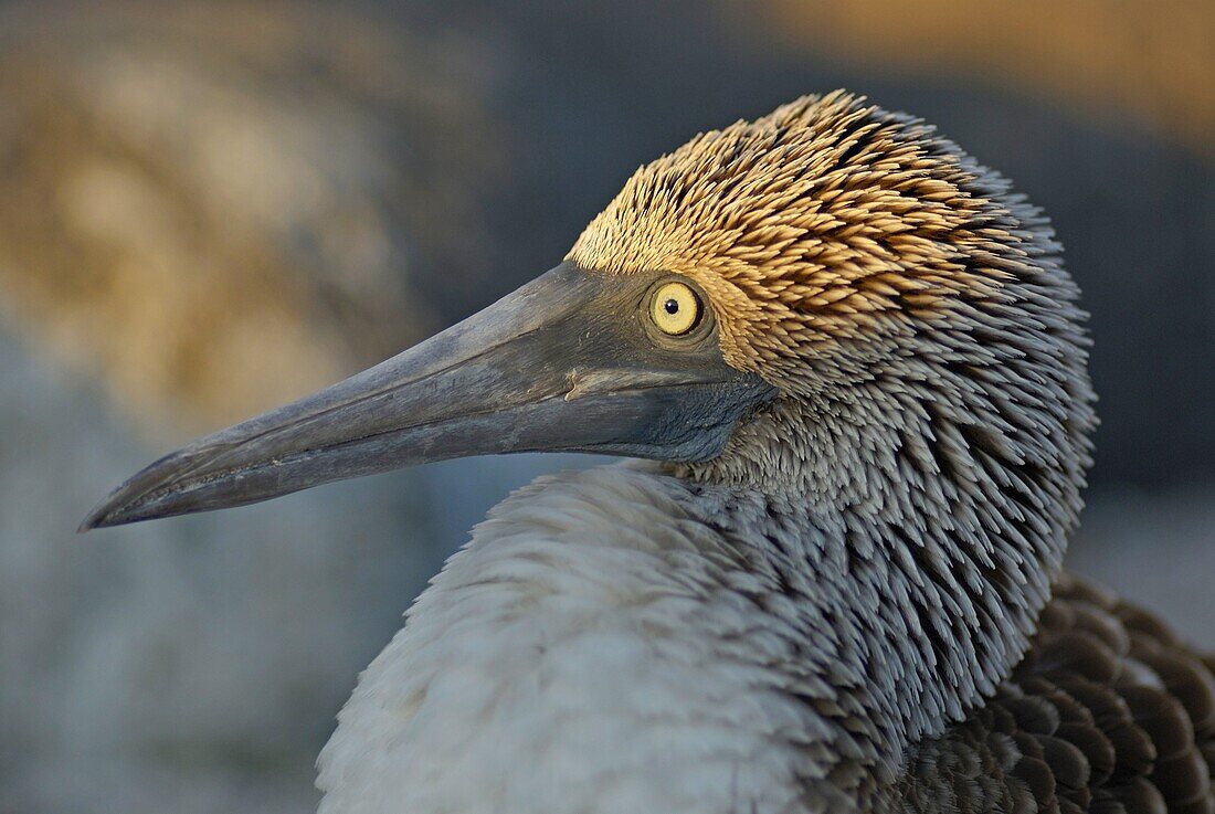 Blue-footed Booby Sula nebouxii head, Lobos Island, Galapagos Islands, Ecuador