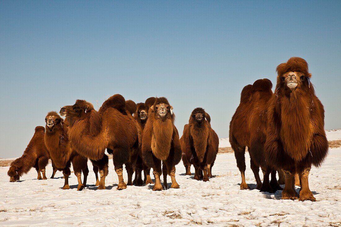 Bactrian camels search for grazing during winter, Khongur sand dunes, Sevrei mountains, Gobi desert, Mongolia