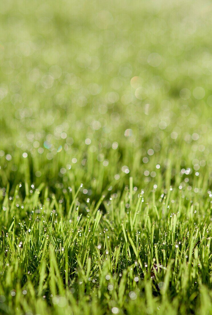 Dewdrops on grass  France