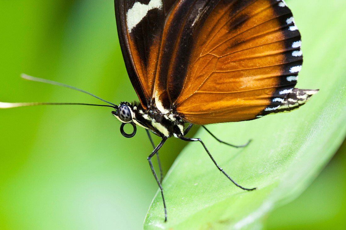 Hecale Longwing Heliconius hecale