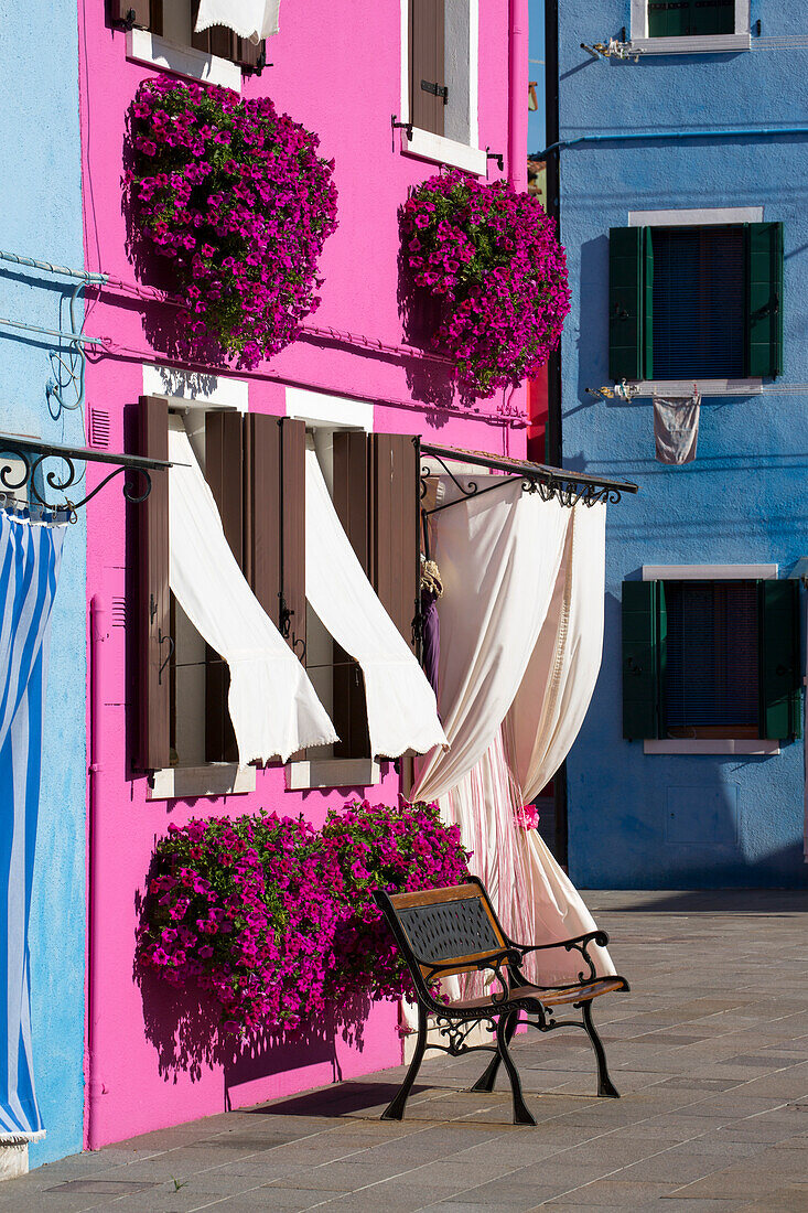 Rosa Blumen hängen an einem rosa Haus mit weißen Gardinen, Burano, Venetien, Italien, Europa