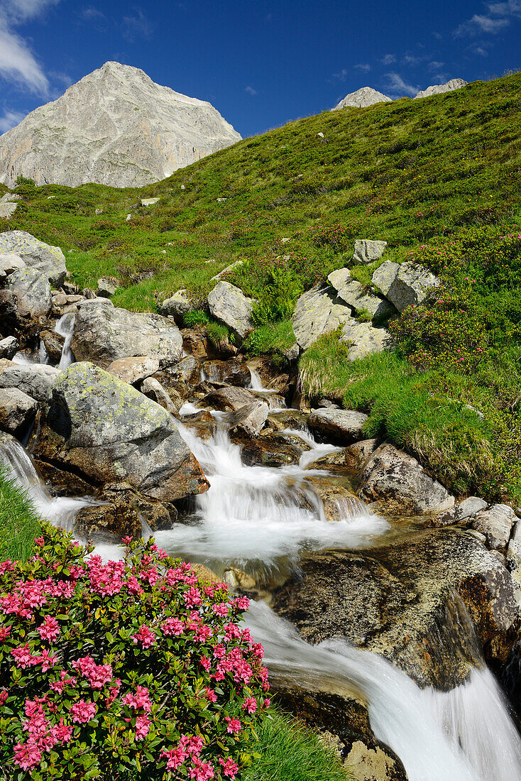 Alpenrosen vor Gebirgsbach, Alpe di Rotondo, Gotthardgruppe, Tessin, Schweiz