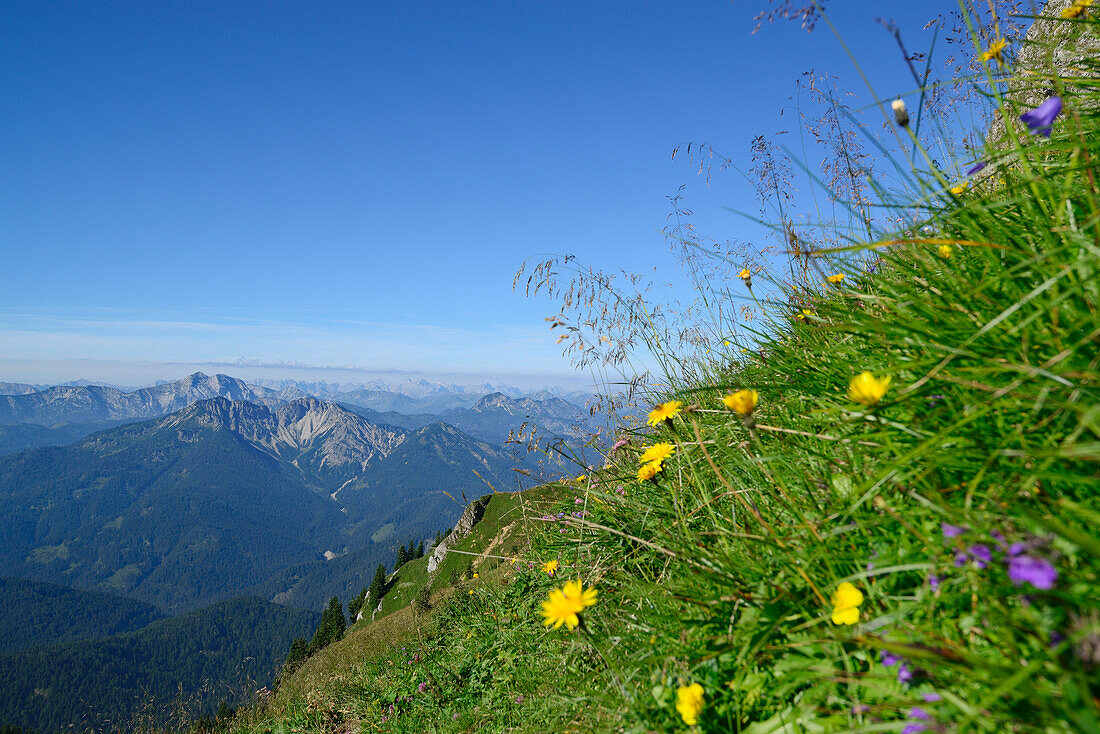 Blumenwiese mit Schinder und Rofan im Hintergrund, Rotwand, Spitzinggebiet, Bayerische Alpen, Oberbayern, Bayern, Deutschland