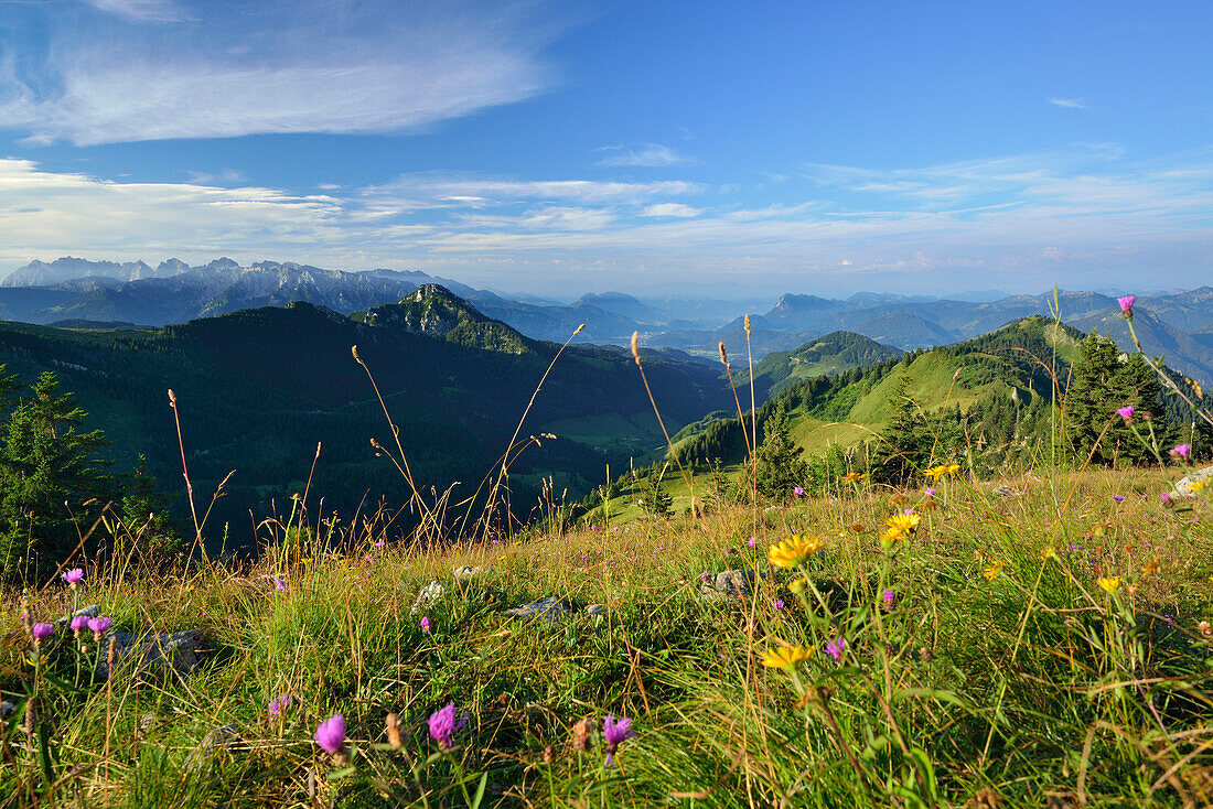 Blumenwiese mit Spitzstein, Kaisergebirge und Inntal im Hintergrund, Hochries, Chiemgauer Alpen, Oberbayern, Bayern, Deutschland