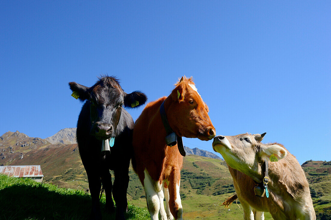 Kühe am Oberalppass bei Andermatt, Andermatt, Uri, Schweiz