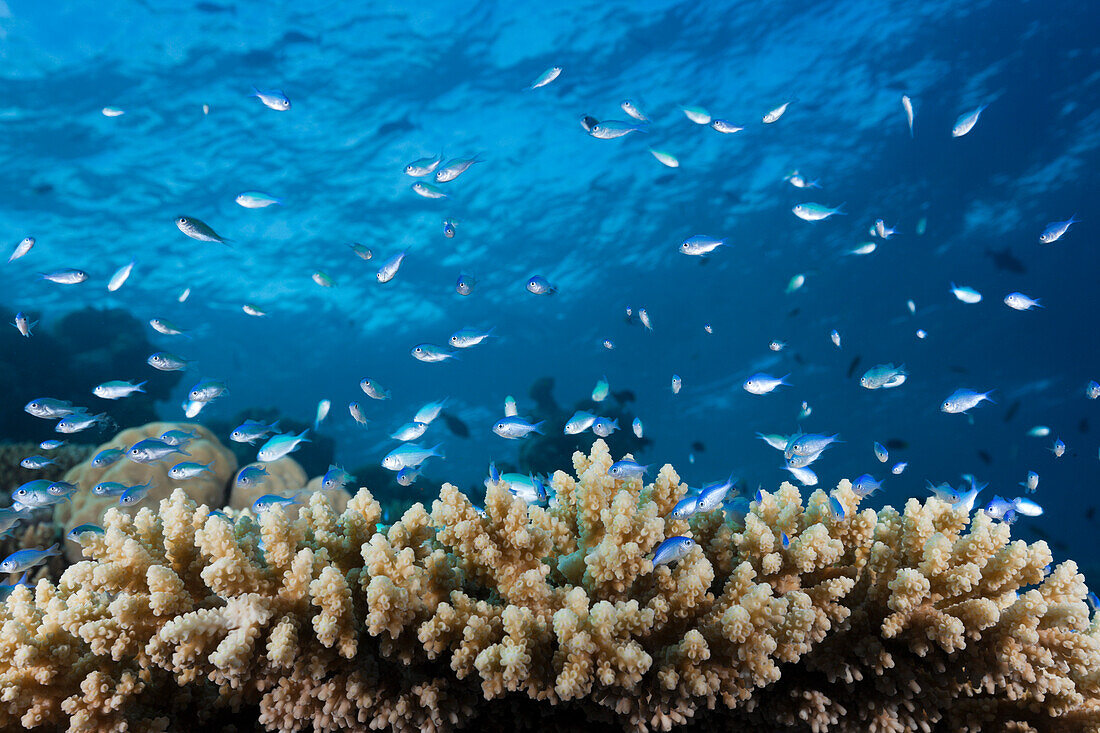 Schwarm Riffbarsche am Riff, Chromis sp., Indischer Ozean, Malediven