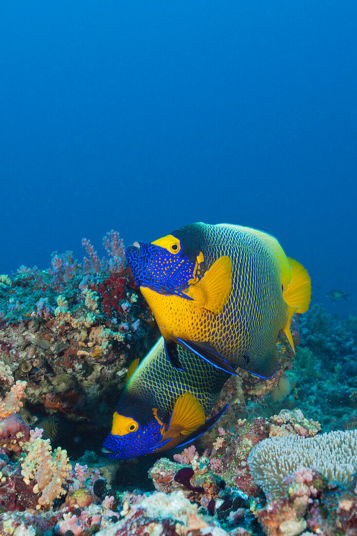 Blaukopf-Kaiserfisch, Pomacanthus xanthometopon, Sued Male Atoll, Malediven
