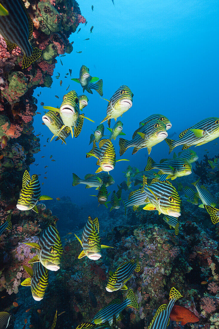 Orient-Suesslippen, Plectorhinchus vittatus, Sued Male Atoll, Malediven